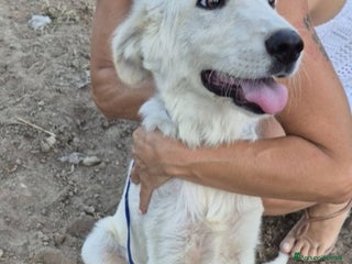 Meticcio cani Salvato pelle ed ossa mesi fa PRESTO IN CANILE!SUD - Annuncio 38