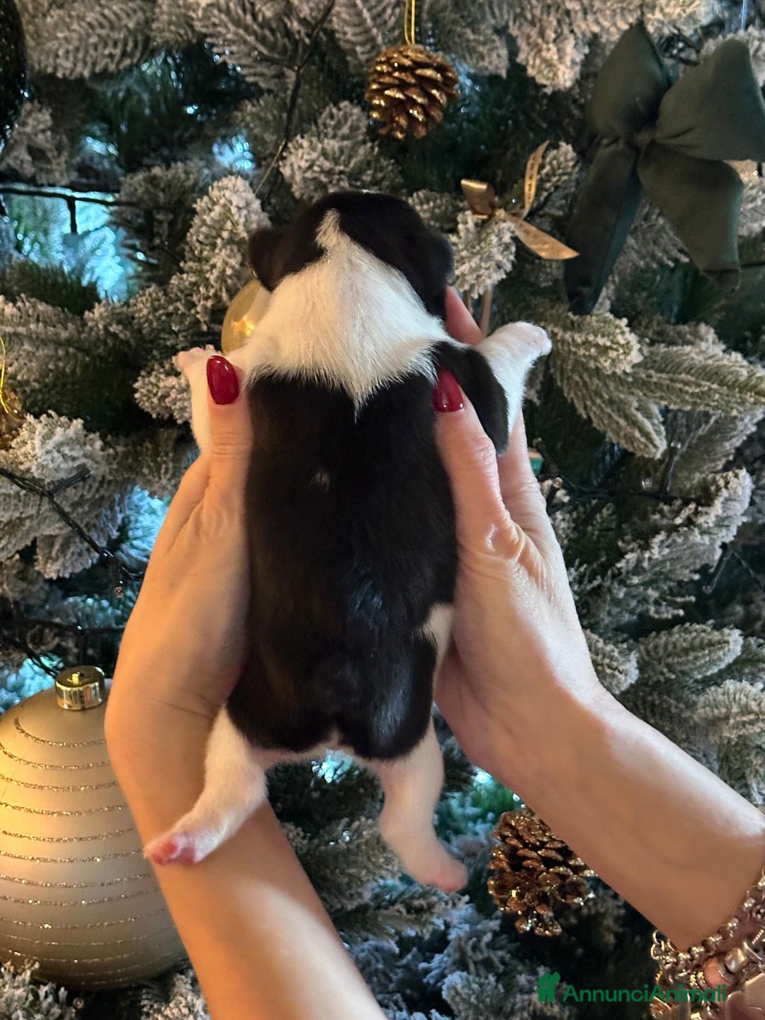 Bulldog Francese cani in vendita: Bulldog francesi  - Annuncio 5