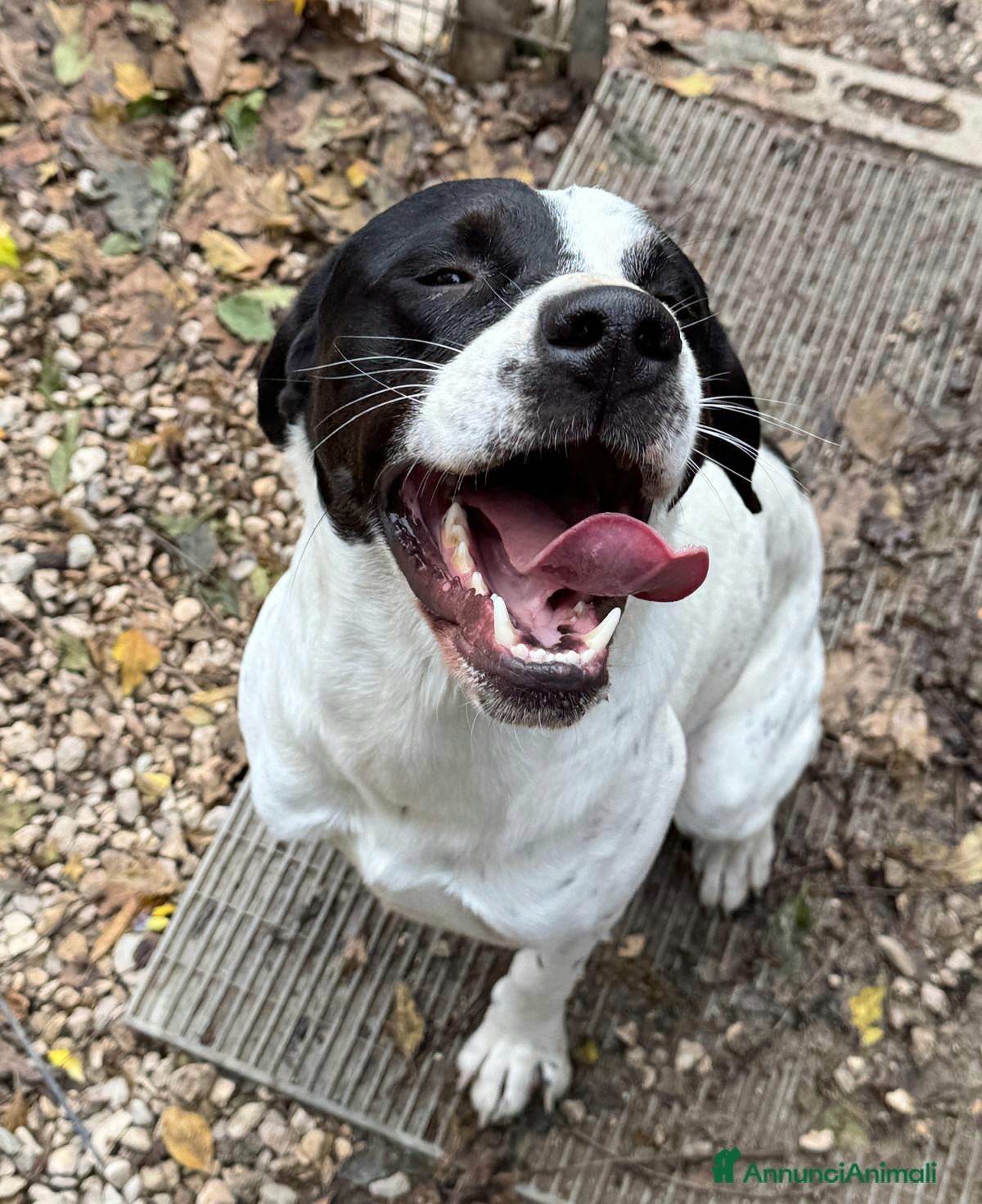 Pointer cani Micky pointer 1 anno - Annuncio 5