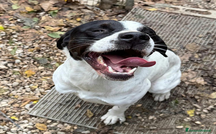 Pointer cani - Annuncio 1