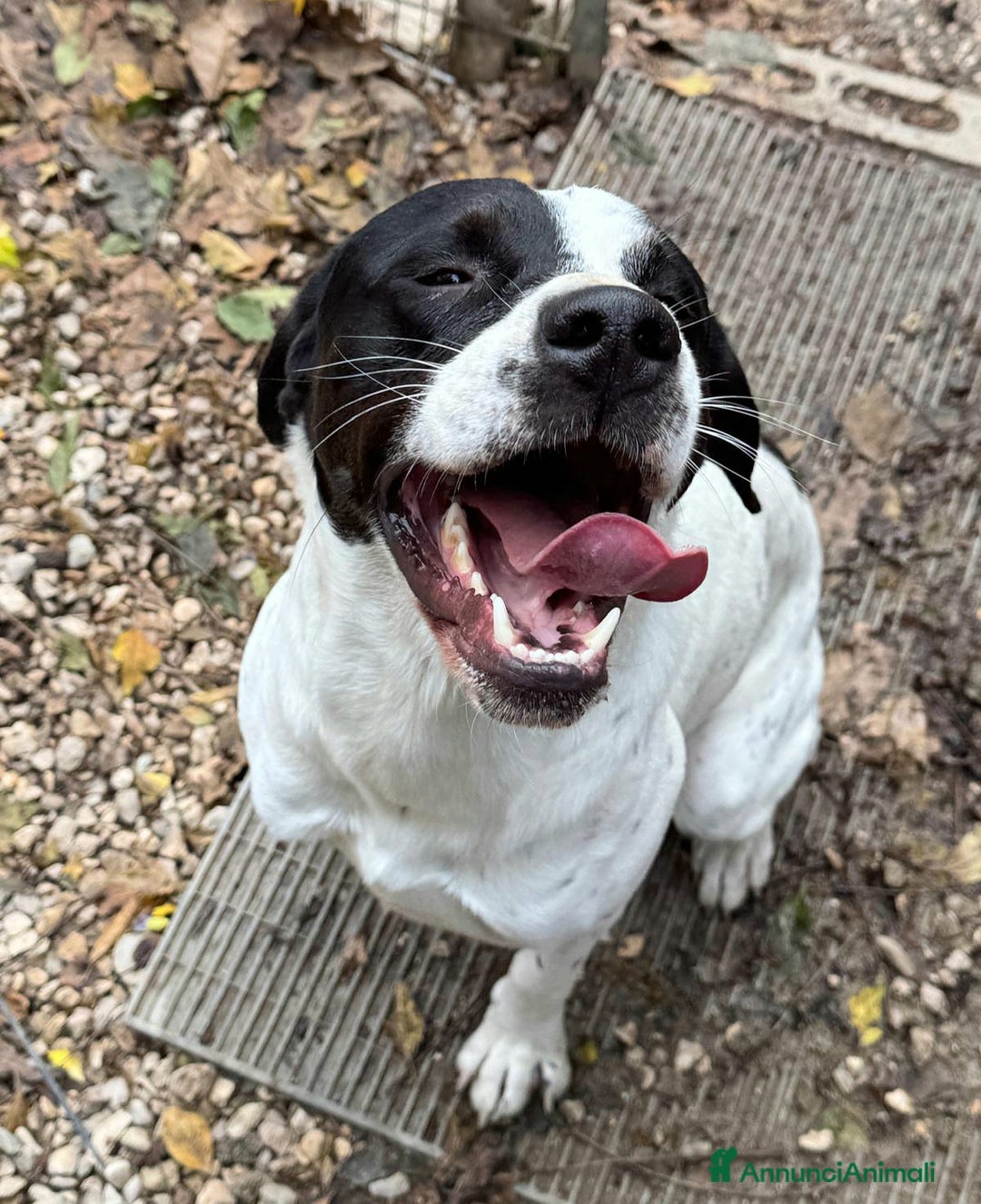 Pointer cani in regalo: Micky pointer 1 anno - Annuncio 1