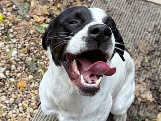 Pointer cani Micky pointer 1 anno - Annuncio 3