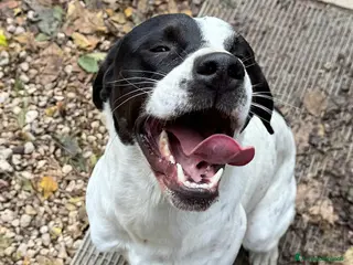 Pointer cani Micky pointer 1 anno - Annuncio 6