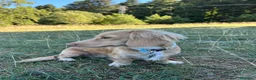 Bassotto Nano cani per accoppiamento: Monta - Bassotto crema pelo lungo  - Annuncio 3