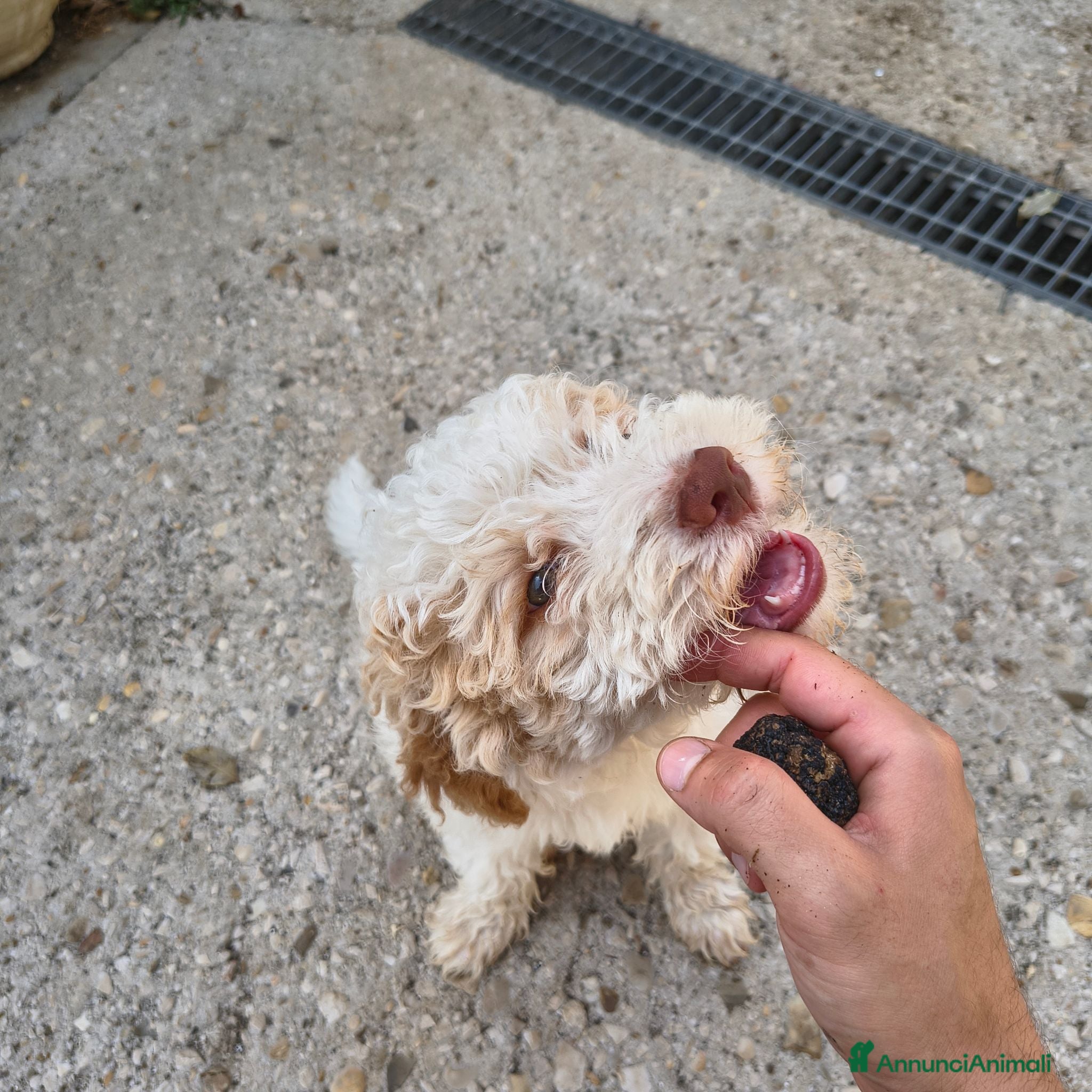 Lagotto cani CUCCIOLI DI LAGOTTO ROMAGNOLO CON PEDIGREE - Annuncio 1