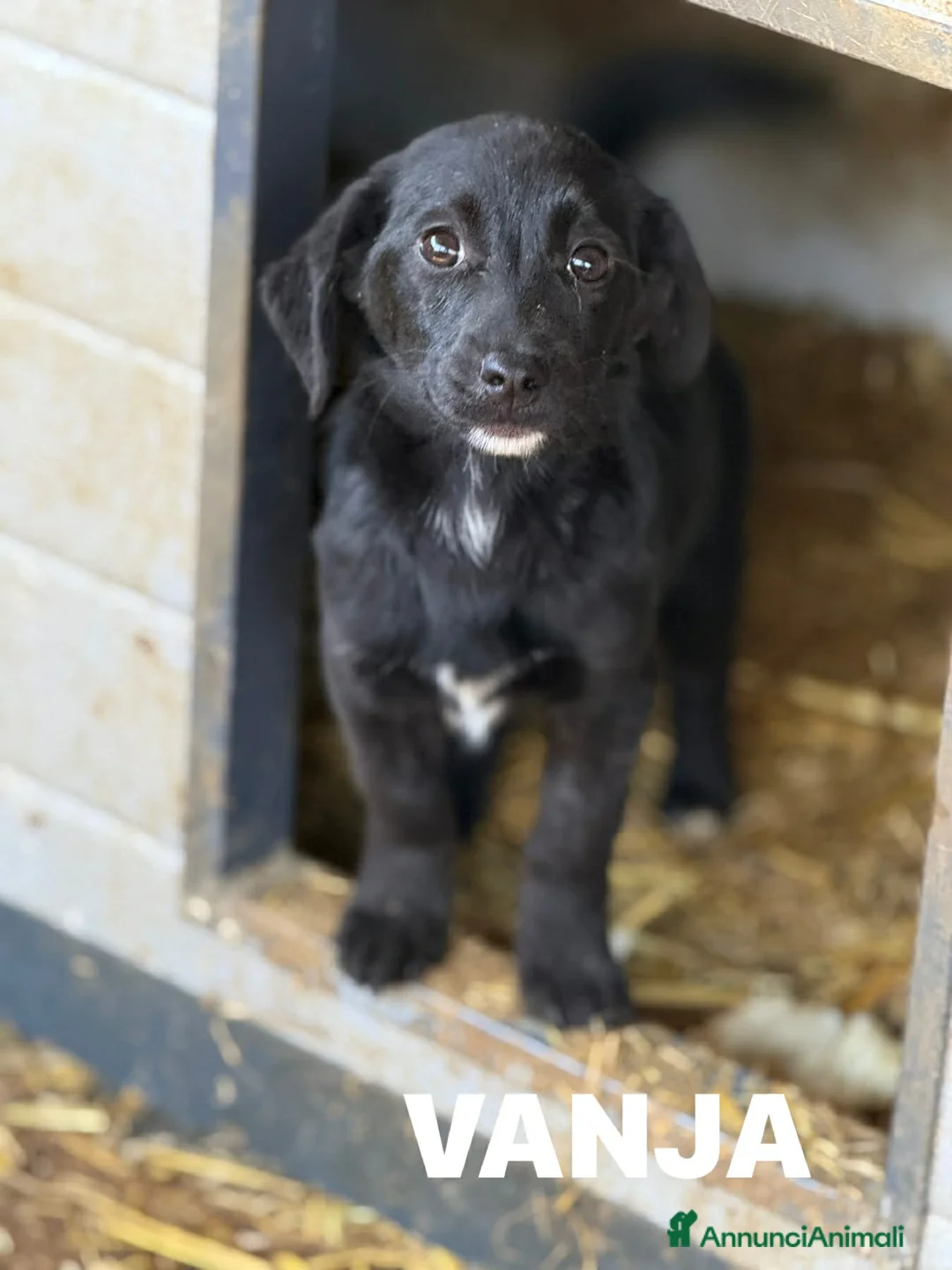 Meticcio cani in regalo: VANJA, scricciola impaurita in canile! TG PICCOLA - Annuncio 5