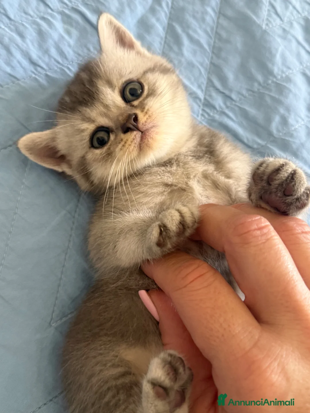 Scottish gatti in vendita: Gattini Scottish  - Annuncio 6