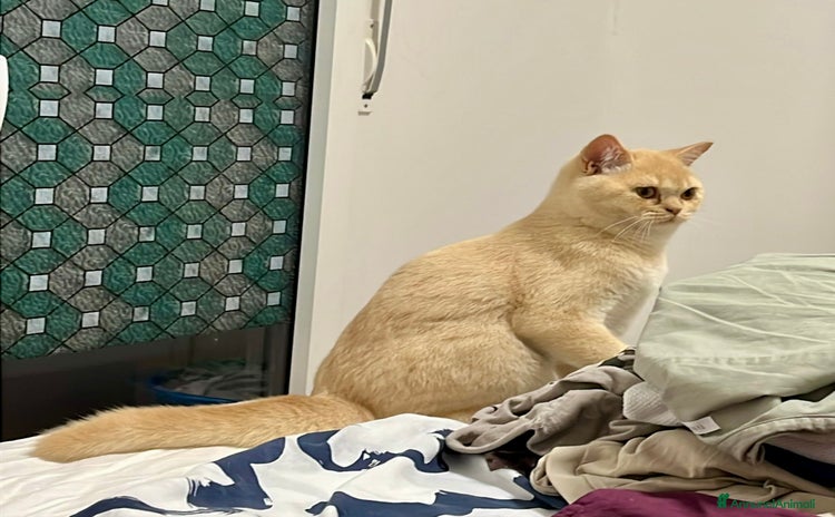 Scottish gatti - Annuncio 12