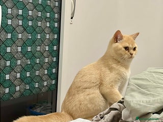 Scottish gatti Scottish - Annuncio 36