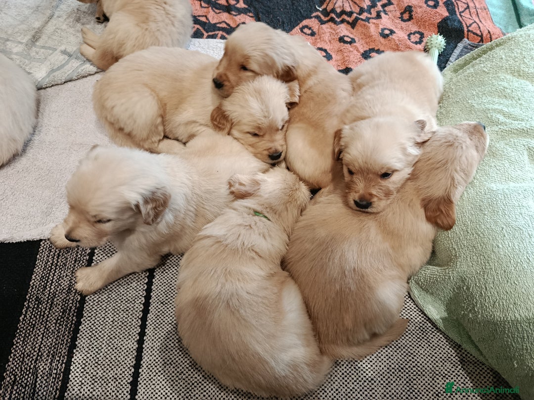 Golden Retriever cani in vendita: Cuccioli di Golden Retriever  - Annuncio 4