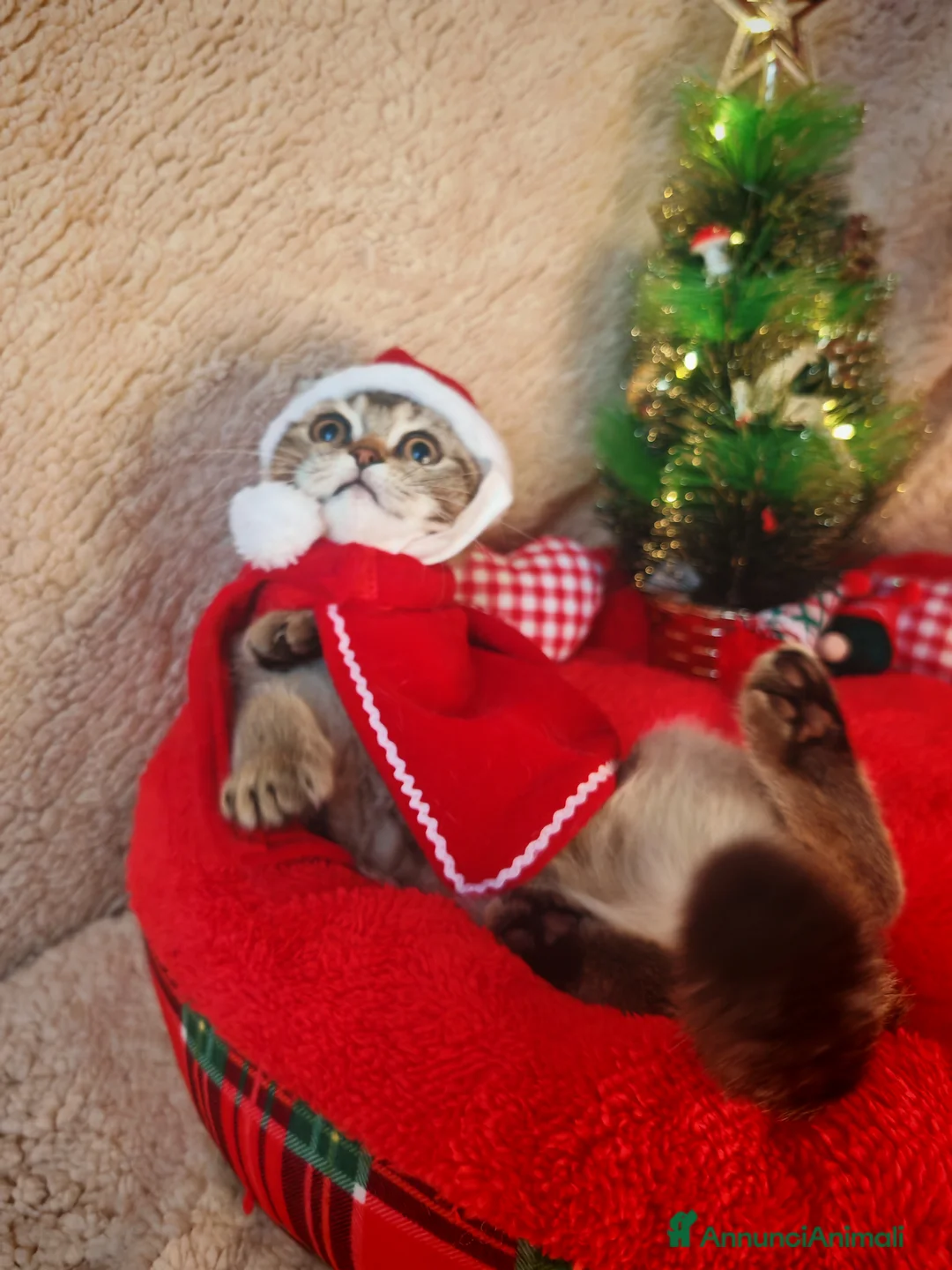 Scottish gatti in vendita: Gattino Scottish Fold - Regalo di Natale - Annuncio 4