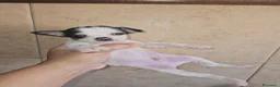 Chihuahua cani in vendita: Chihuahua toy  a Città metropolitana di Milano - Annuncio 10