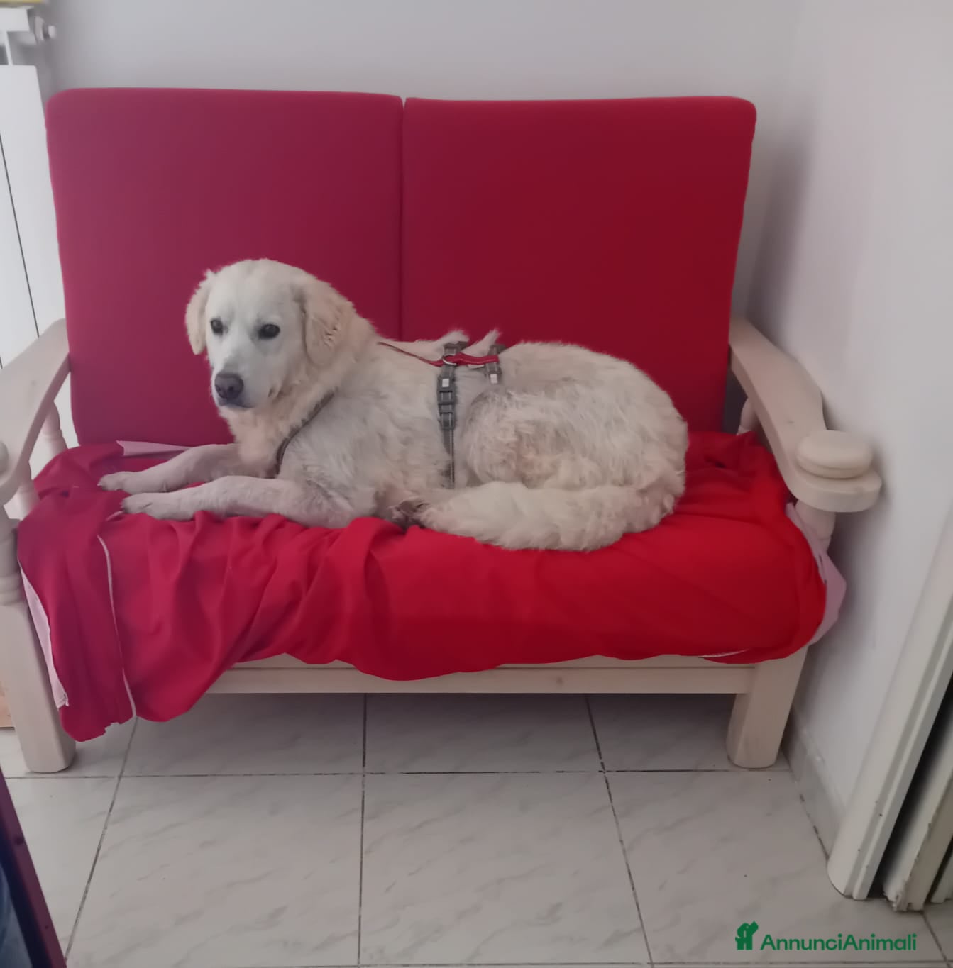 Meticcio cani Fatima cagnolona tutta pregi....perfetta - Annuncio 26