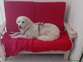 Meticcio cani Fatima cagnolona tutta pregi....perfetta - Annuncio 26