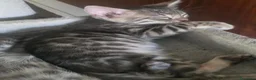 Bengala gatti in vendita: Cuccioli gatto bengala  - Annuncio 25