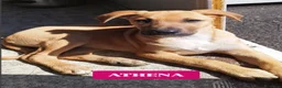 Meticcio cani in regalo: ATHENA CERCA FAMIGLIA - Annuncio 6