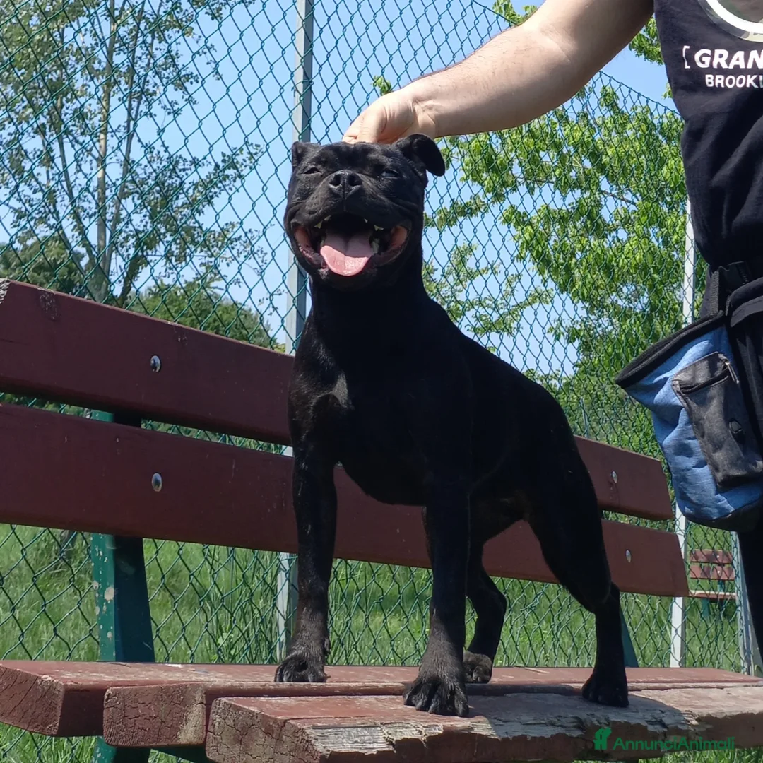 Immagine della galleria {{count}}