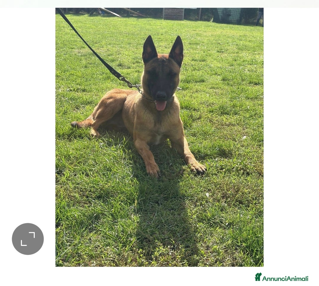Pastore Belga cani in vendita: Belga malenois  - Annuncio 4