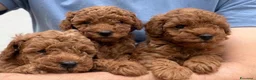 Barboncino Toy cani in vendita: Barboncino toy - Annuncio 1