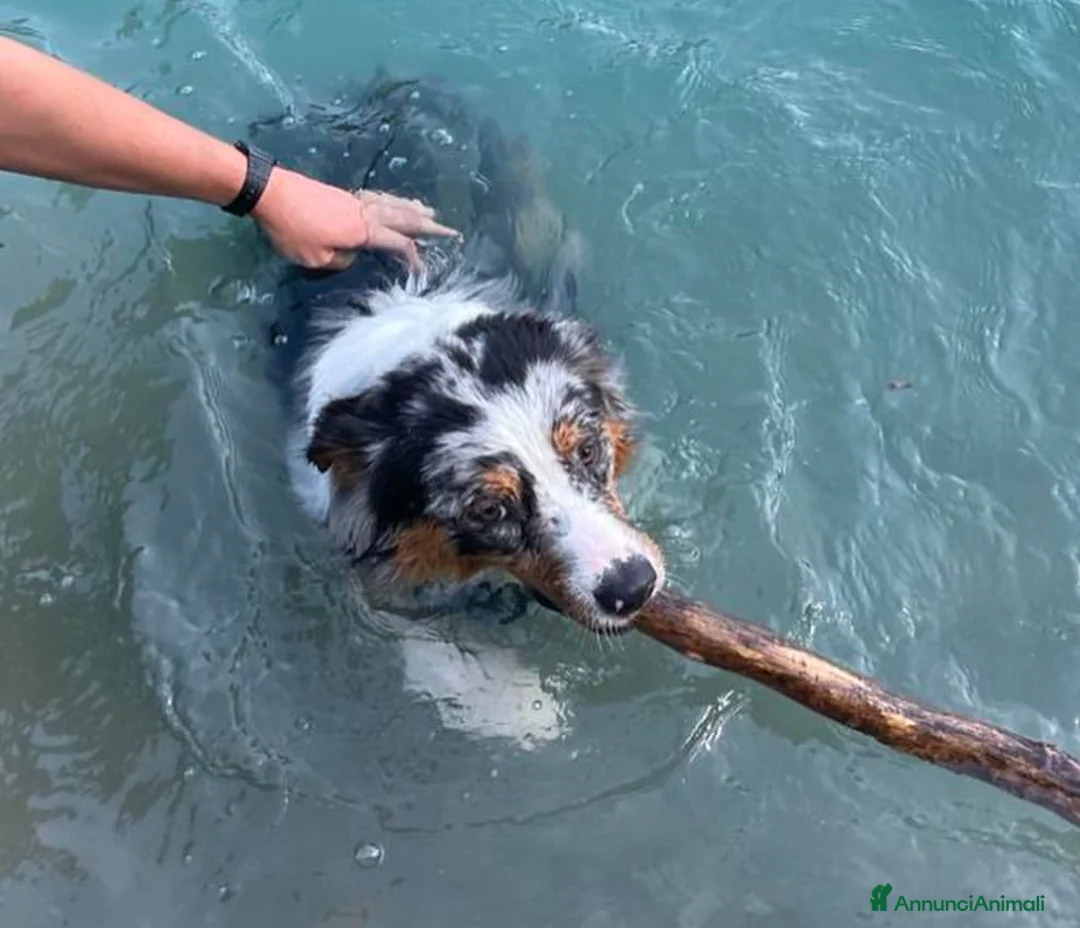 Australian Shepherd cani per accoppiamento: Romeo australian shepherd blu merle per monte  a Provincia di Mantova - Annuncio 5