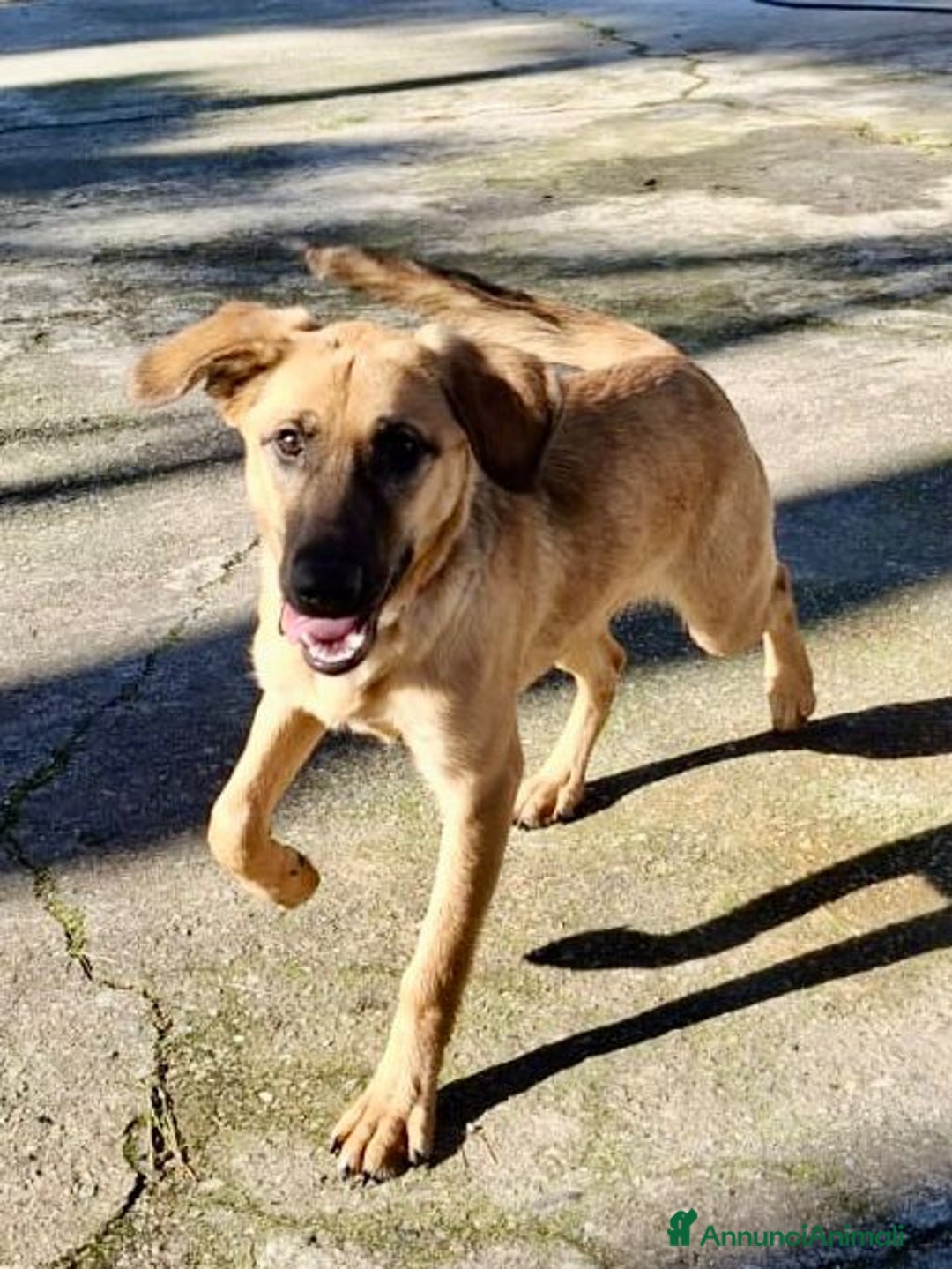 Meticcio cani in regalo: MORA 🩷 -cucciola stupenda; nessuno chiama per lei - Annuncio 13