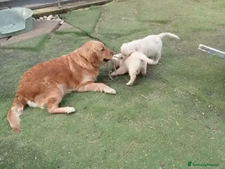 Golden Retriever cani Golden Retriever - Annuncio 8
