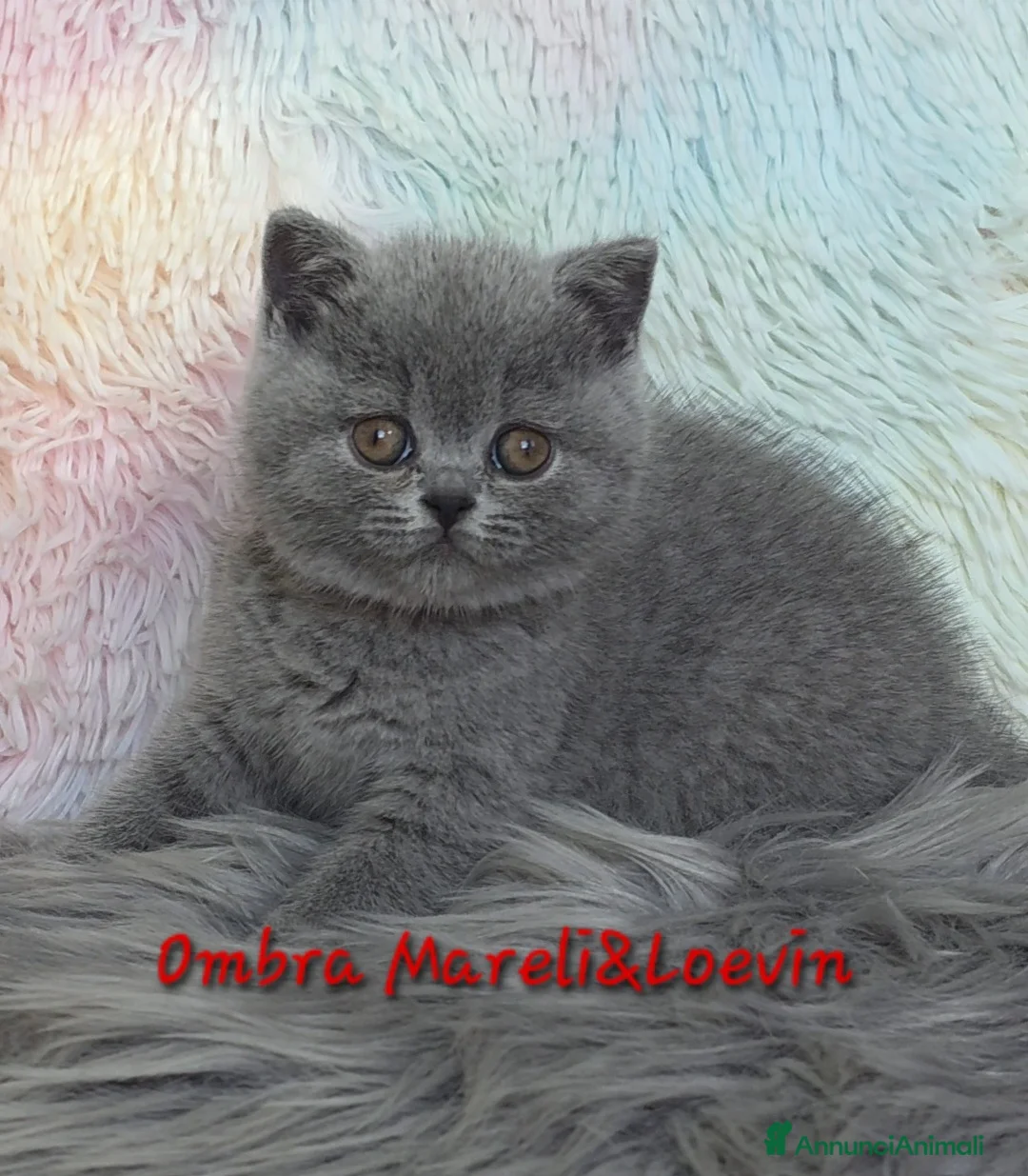 British gatti in vendita: British shorthair femmine - Annuncio 11