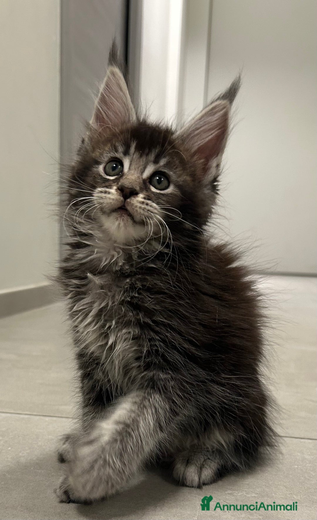 Maine Coon gatti in vendita: Maine Coon con pedigree  - Annuncio 1