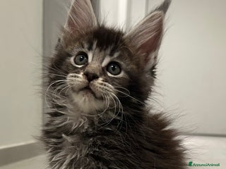 Maine Coon gatti Maine Coon con pedigree - Annuncio 1