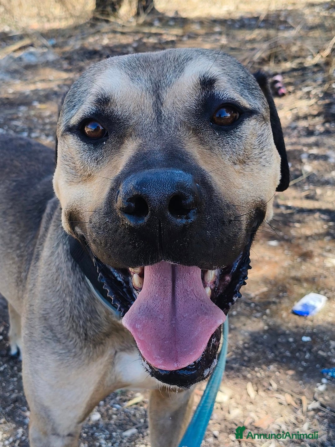 Meticcio cani in regalo: Bellissimo e dolcissimo Bobby - Annuncio 16