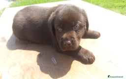Labrador cani in vendita: Cuccioli di labrador retriver puro chocolate  - Immagine 1