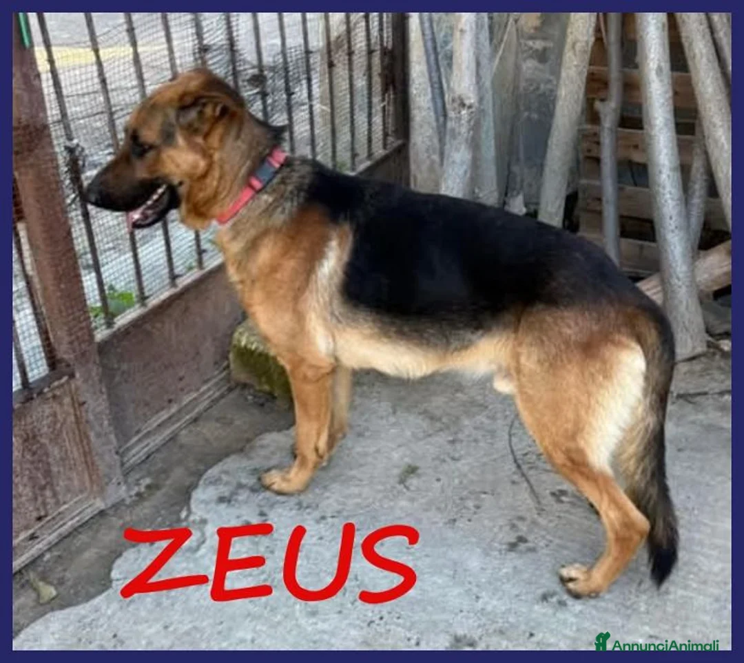 Pastore Tedesco cani in regalo: ZEUS bravo,gettato da un'auto - Annuncio 1