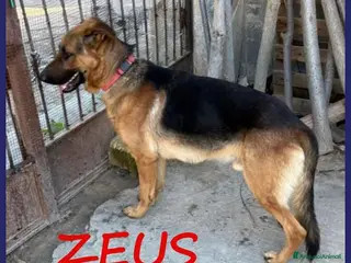 Pastore Tedesco cani ZEUS bravo,gettato da un'auto - Annuncio 15