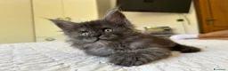 Maine Coon gatti in vendita: Maine Coon cucciolo pedigree ANFI - Annuncio 19