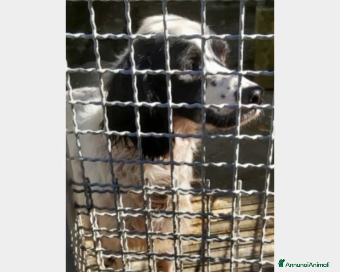 Meticcio cani in regalo: Setterino adulto in 1canile sperduto URGE LAZIO a Milano - Annuncio 3