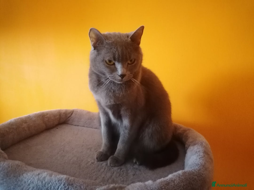 Immagine della galleria {{count}}