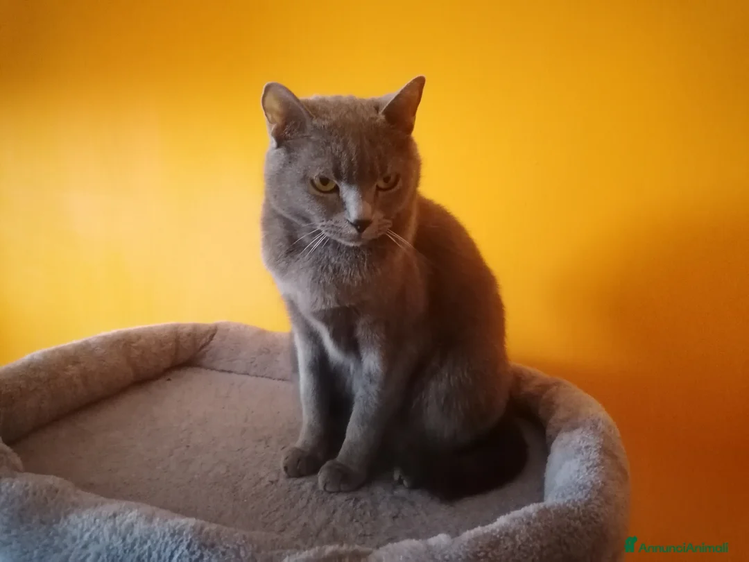 Immagine della galleria {{count}}