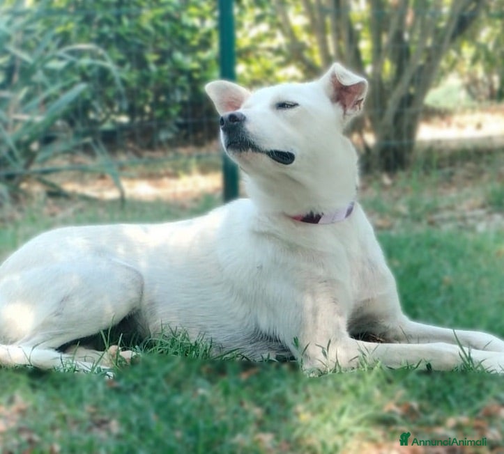 Meticcio cani Luna dolcissima cucciolona di tg medio contenuta  - Annuncio 2