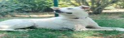 Meticcio cani in regalo: Luna dolcissima cucciolona di tg medio contenuta  - Annuncio 2