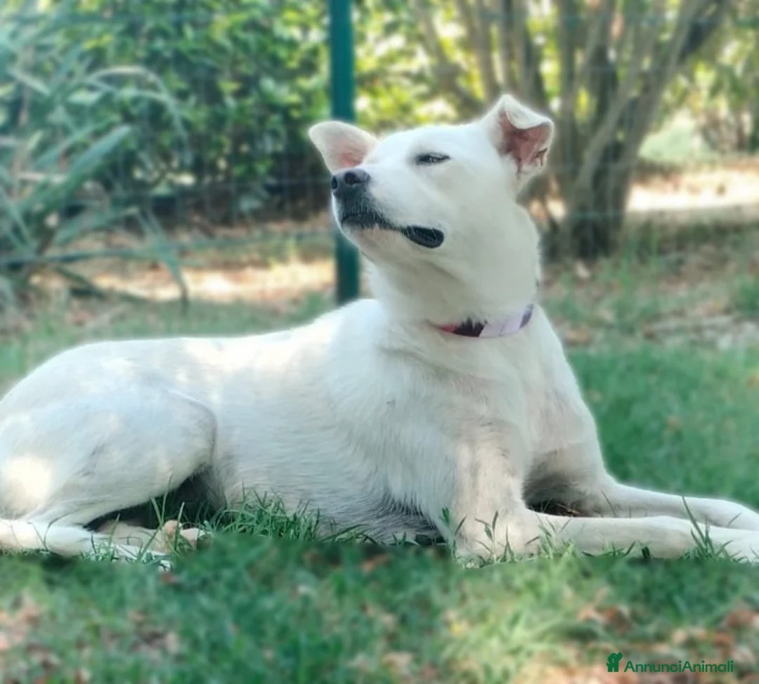 Meticcio cani in regalo: Luna dolcissima cucciolona di tg medio contenuta  - Annuncio 2
