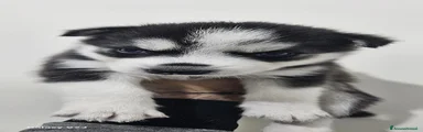 Husky Cucciolo 3