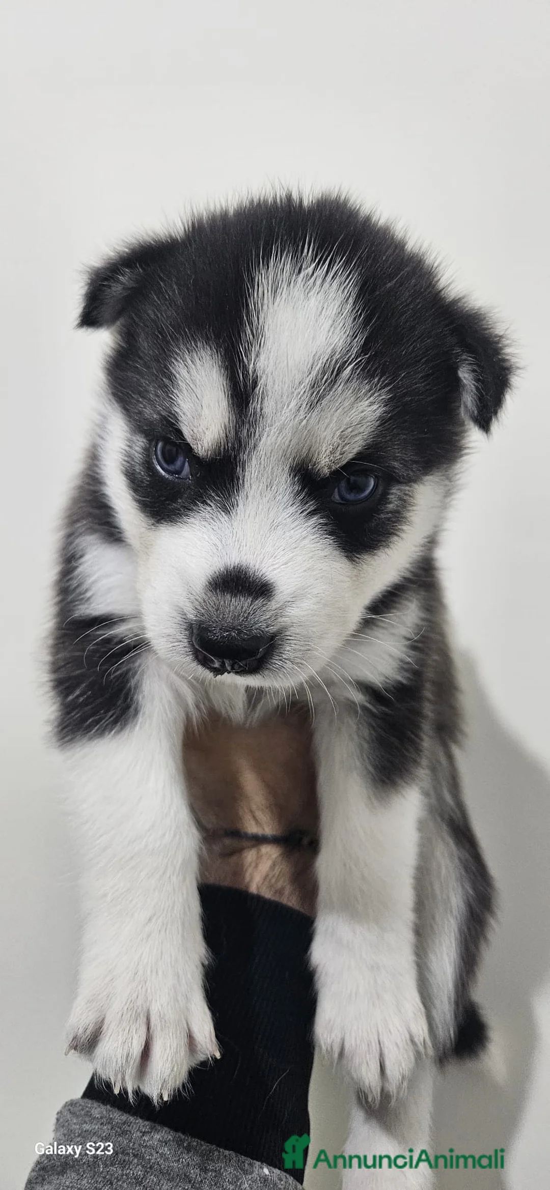 Husky cani in vendita: Cuccioli di siberian husky  - Annuncio 5