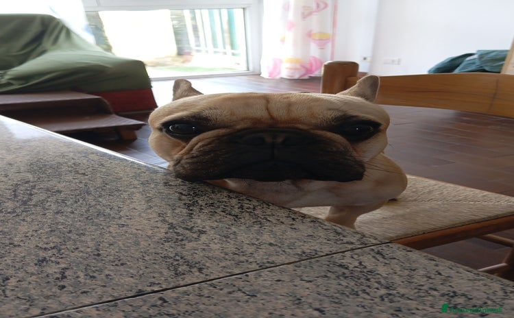 Bulldog Francese cani a Provincia di Pavia - Annuncio 1