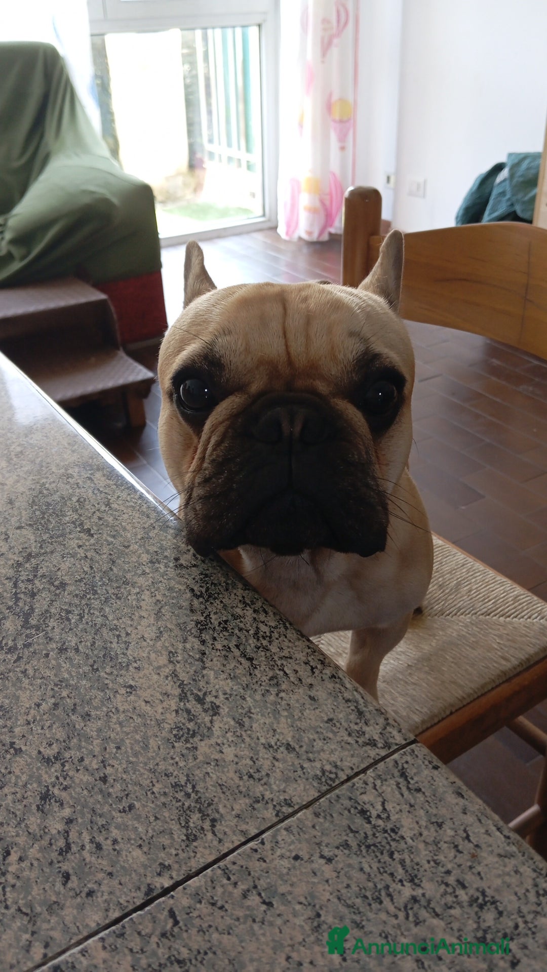 Bulldog Francese cani per accoppiamento: Cody Cerca Fidanzata a Provincia di Pavia - Immagine 1
