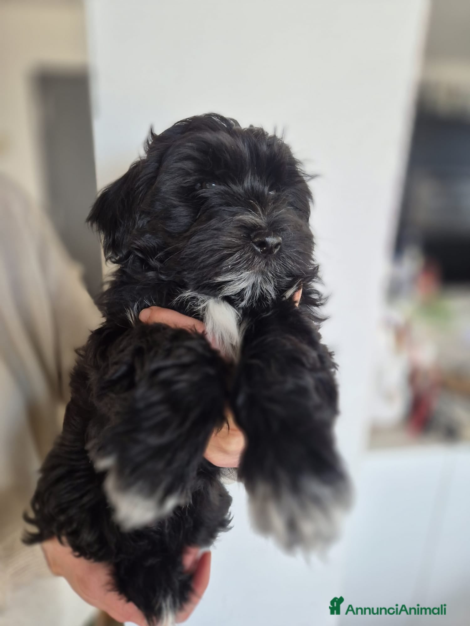 Bichon cani CUCCIOLO BICHON HAVANAIS MASCHIO CON PEDIGREE ENCI - Annuncio 1