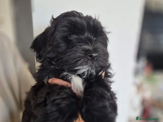 Bichon cani CUCCIOLO BICHON HAVANAIS MASCHIO CON PEDIGREE ENCI - Annuncio 3