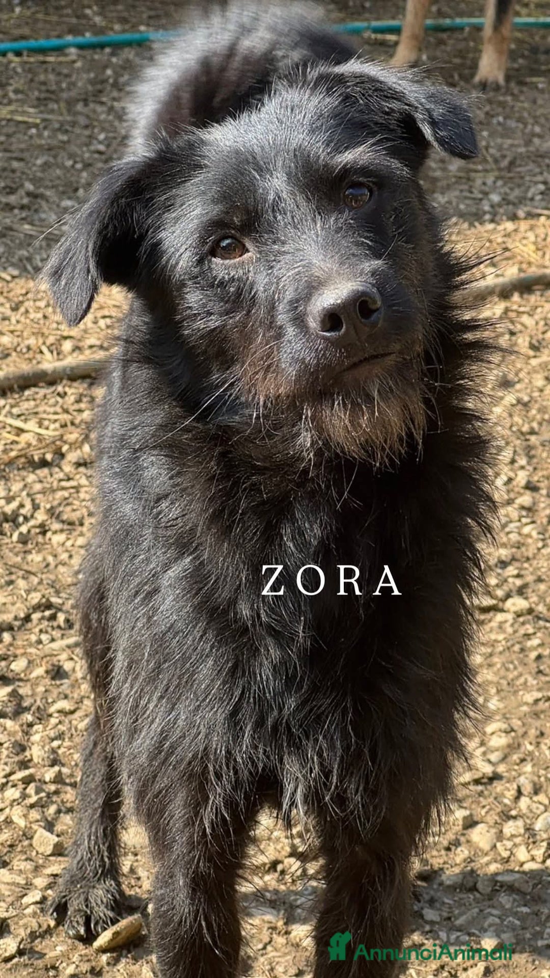 Meticcio cani in regalo: Cani TOTAL BLACK: i cani invisibili!  - Annuncio 10