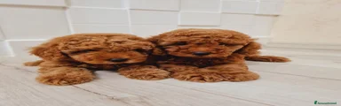 Barboncino Toy Cucciolo 1