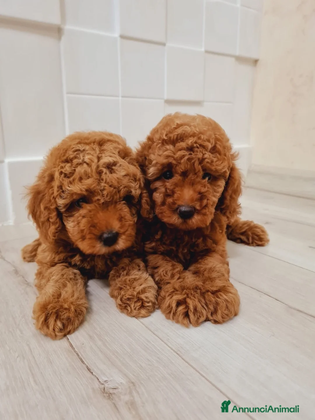 Barboncino Toy cani in vendita: Barboncino mini toy e toy  - Annuncio 2