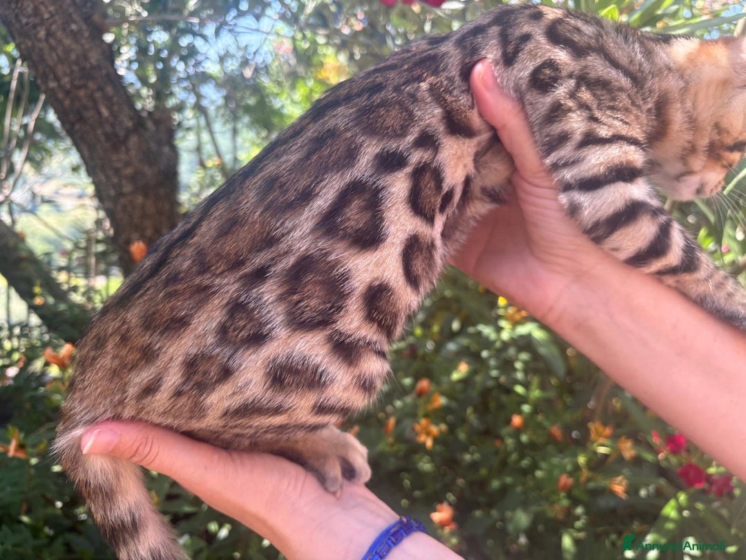 Bengala gatti in vendita: Cucciolo bengala a Provincia di Frosinone - Immagine 1